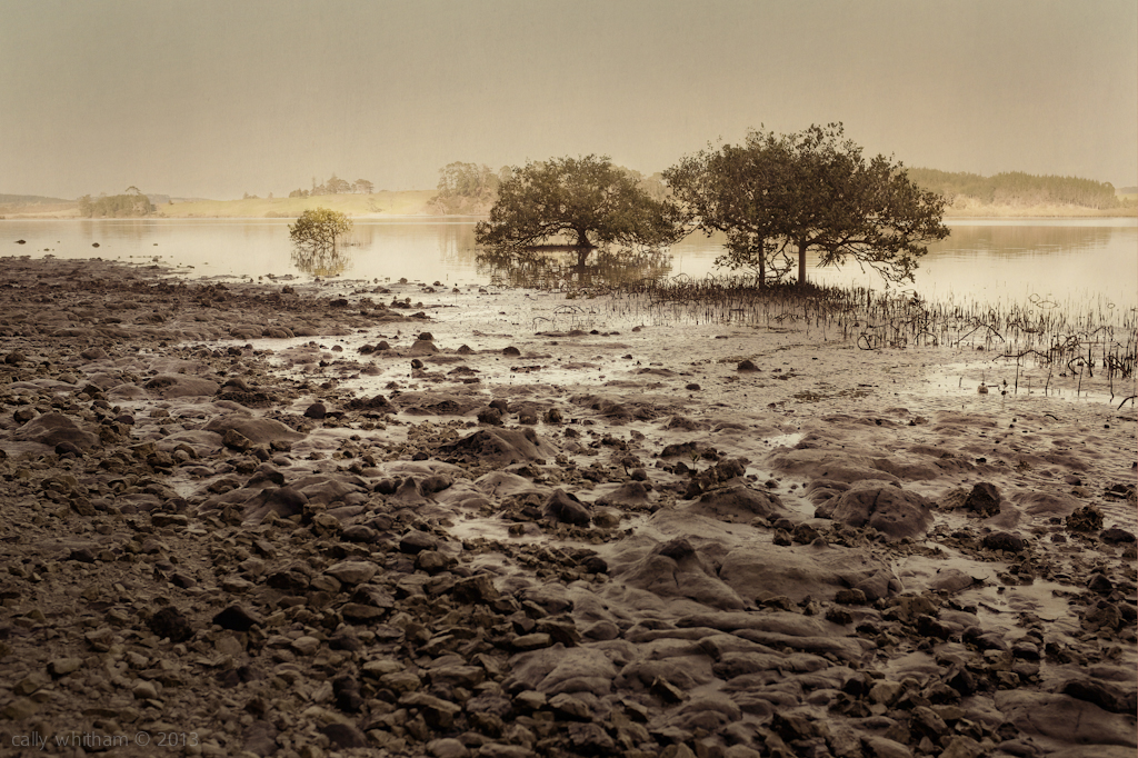Adobe Portfolio mangrove swamp Mudflats mud coastal New Zealand beach Foreshore