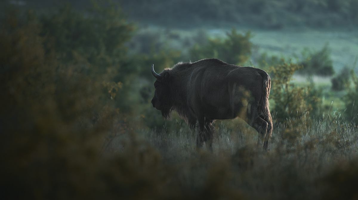bison animal wild wildlife Nature