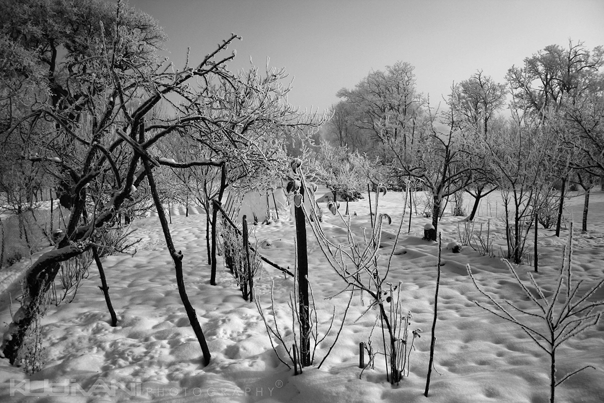 Landscape snow winter cold FREEZE kudivani slovakia new trees forrest