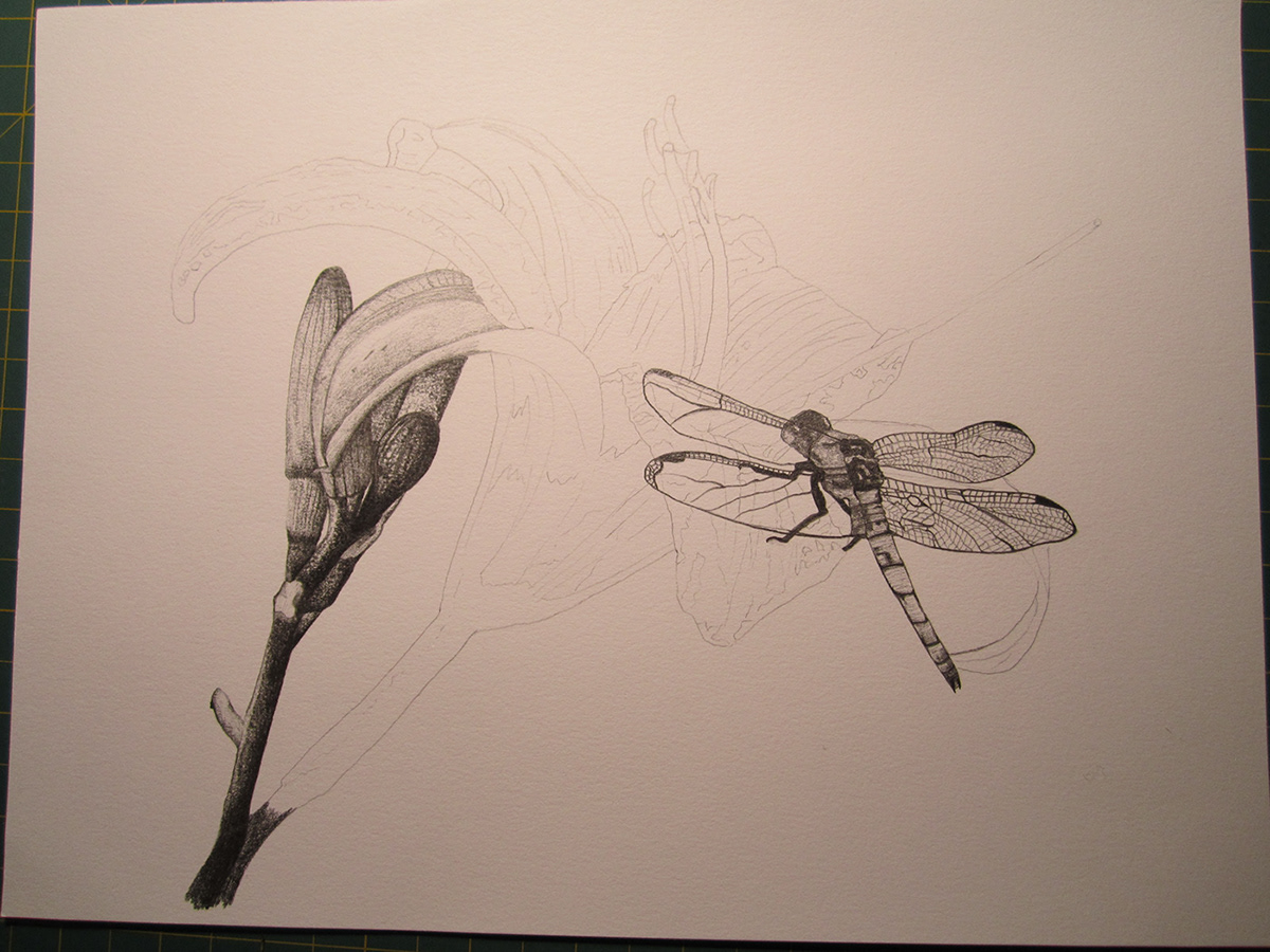 Lilly dragonfly pencil Drawing  graphite pencil ILLUSTRATION  hand drawn