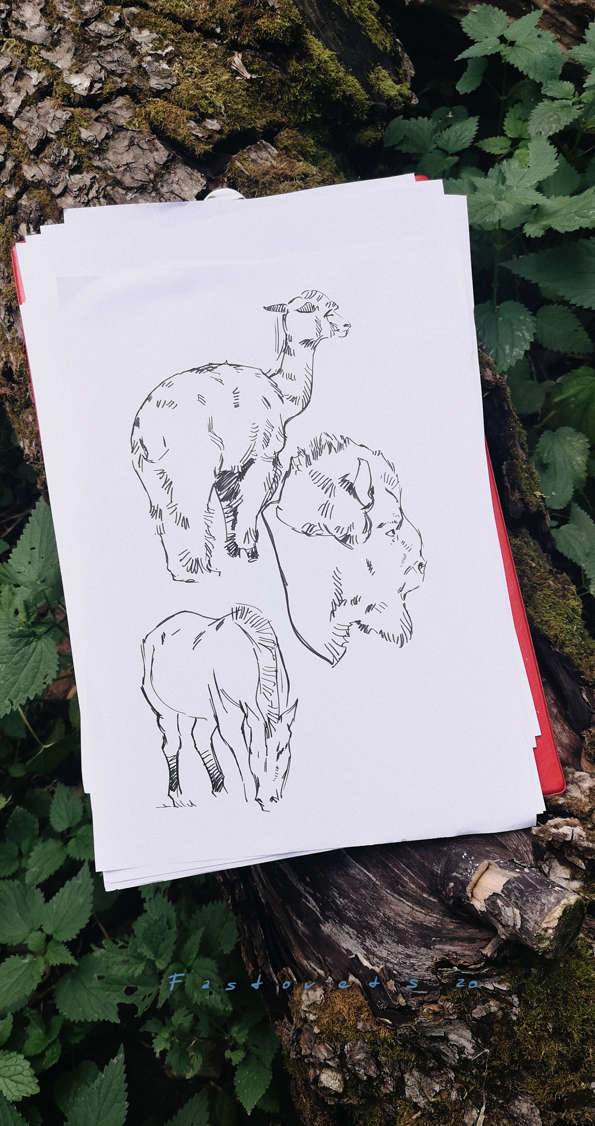 animals sketches
