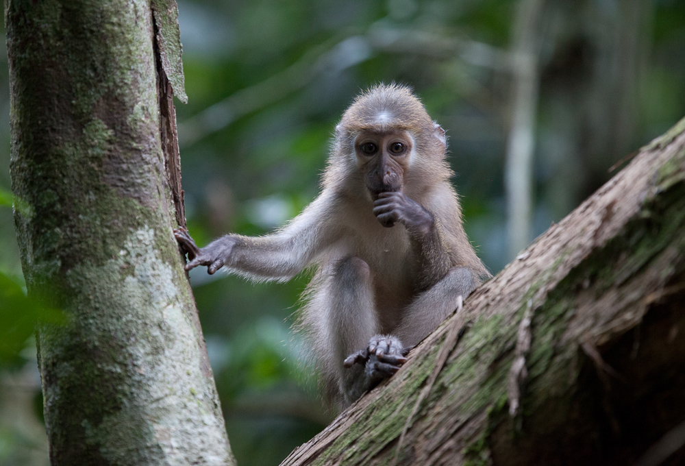 Wildlife tourism in the Central African Republic on Behance