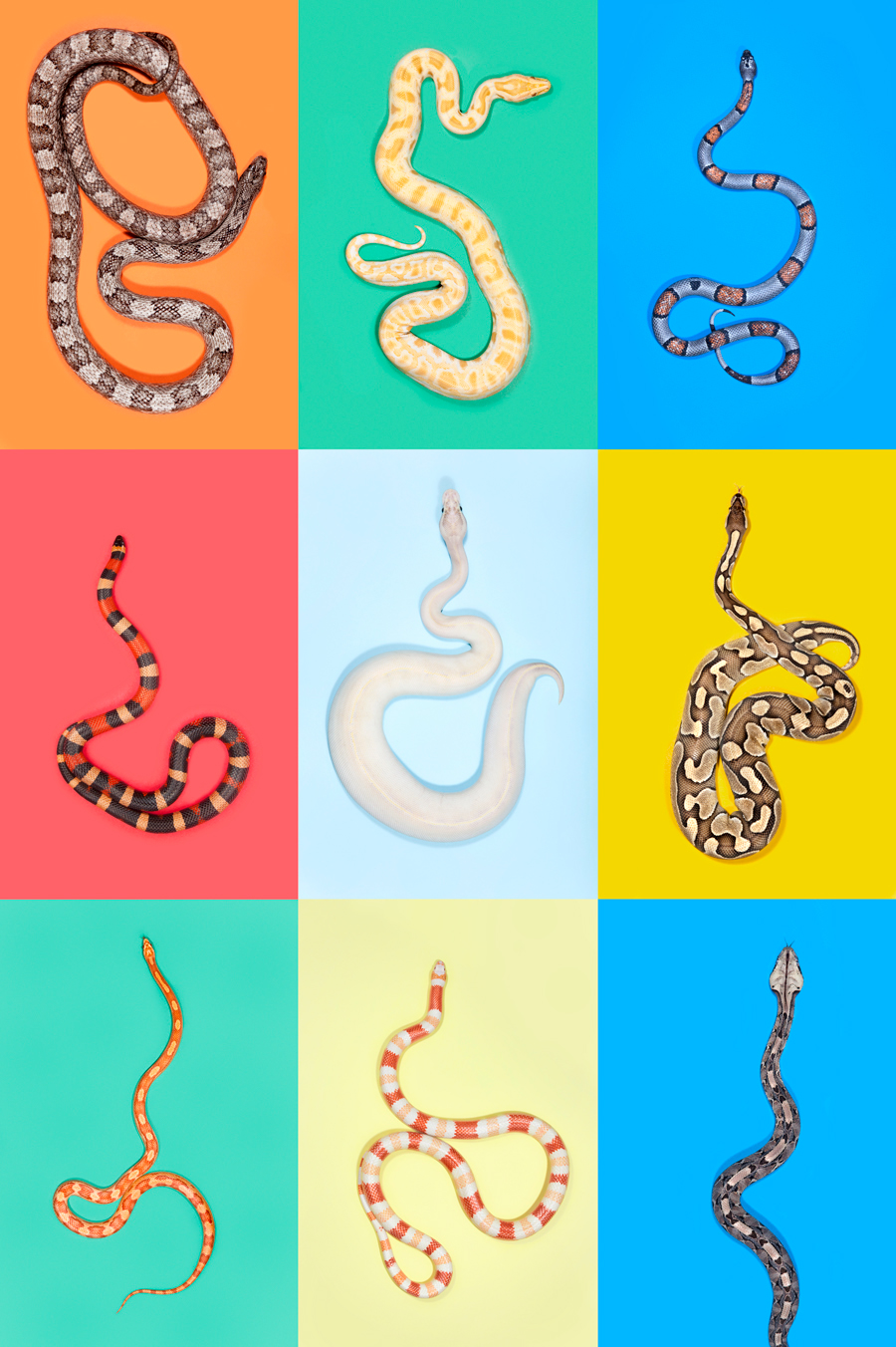 snakes Slitherstition Andrew McGibbon colour color superstition