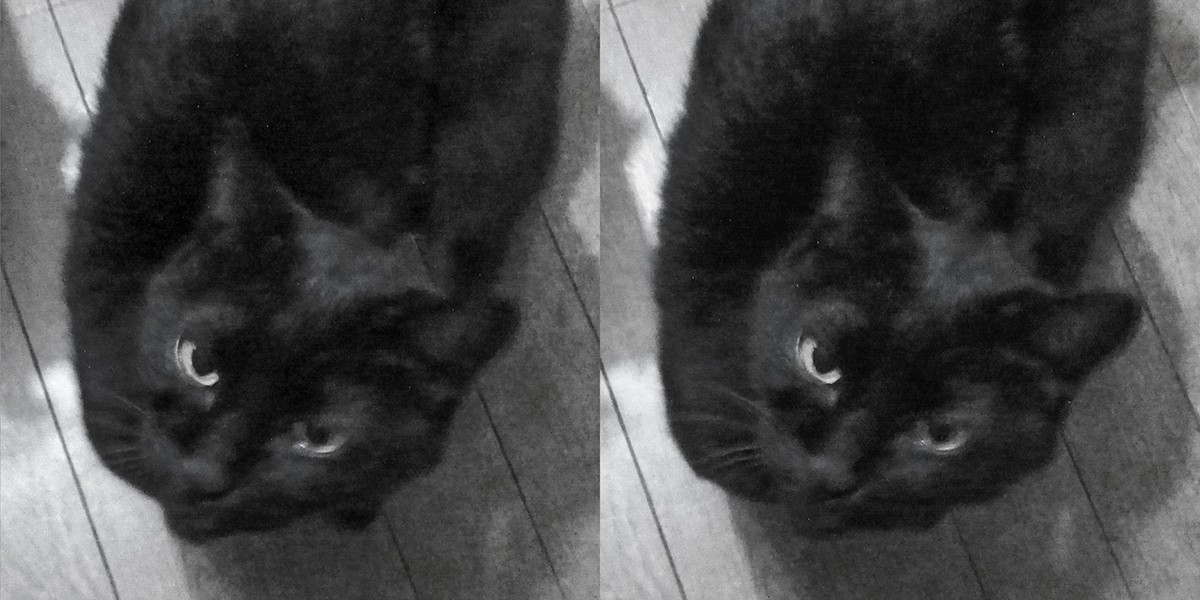 blackcat Cat cross-eyed cross-eyed-viewing cross-view crossview s-by-s-X stereo stereogram Stereophoto stereoscopic Stereoscopy stereoview 黒ちゃん 黒猫