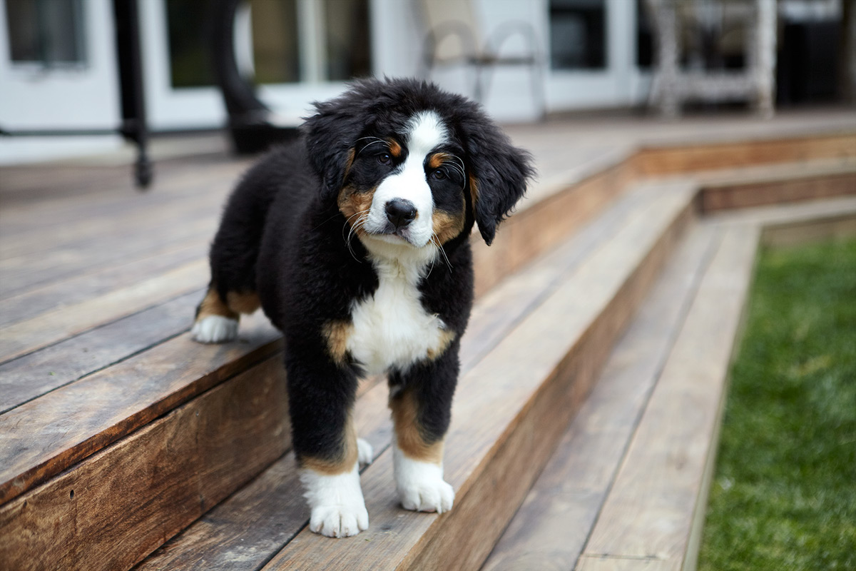 dogs  dog home dogs at home dogs on location puppy Bernese Mountain Dog chihuahua boston terrier Australian Shepherd vizsla cute animal Pet lighting