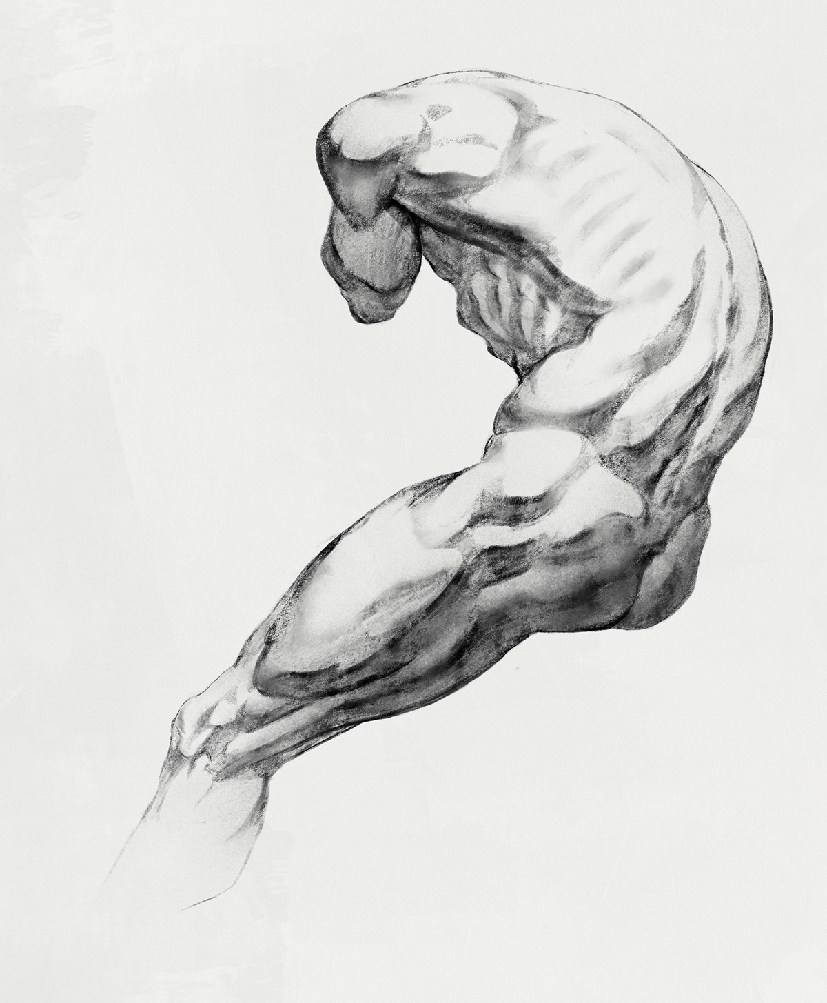 anatomy Figure Drawing figures muscles bones