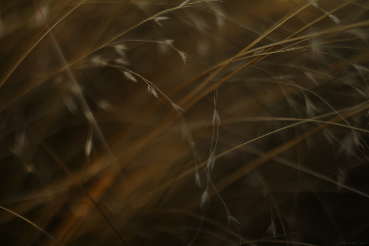 depth of field grass grass seeds growth light and shadow Nature Photography  survival Tussock Vintage lens