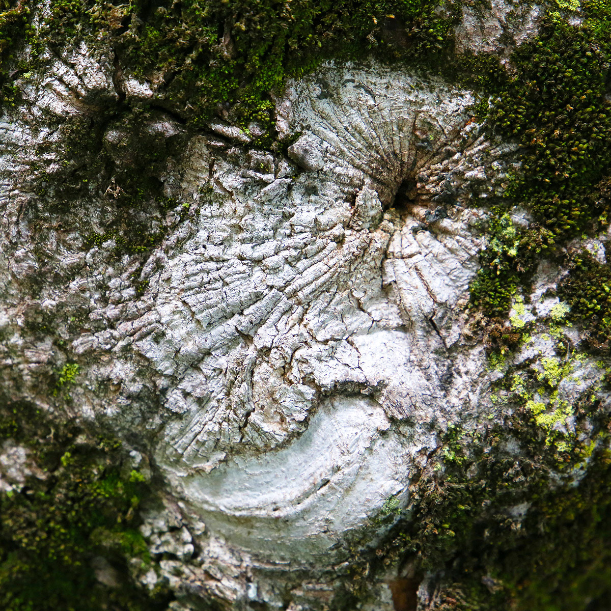Landscape abstract desert Nature Aerial bark Tree Volcanoe cave conceptual