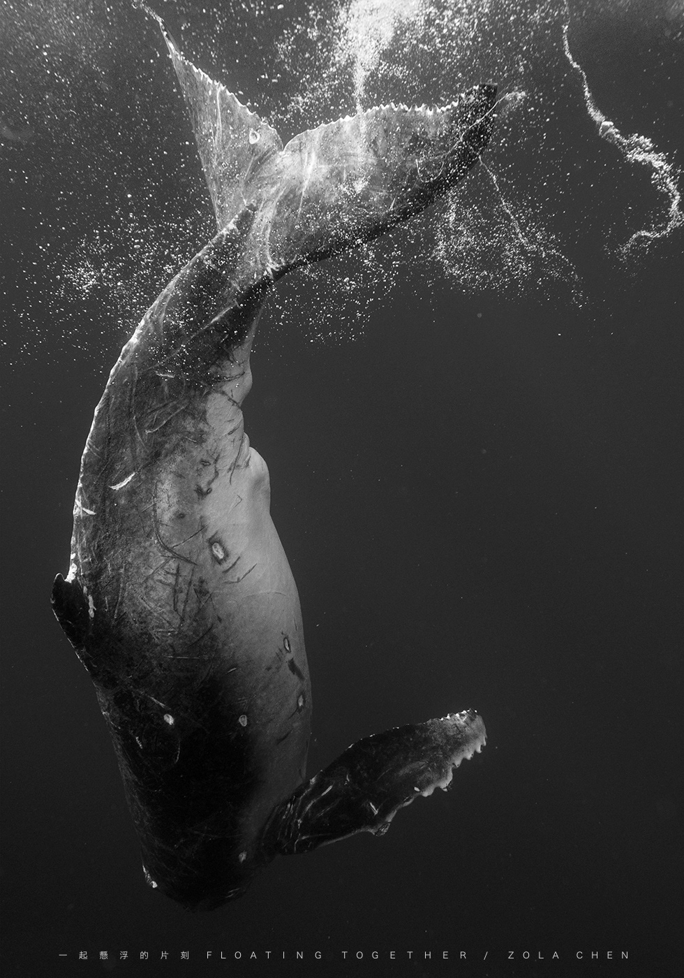 freediving humpback wahle Ocean swimming tonga underwater zola chen zola studio 一起懸浮的片刻 大翅鯨