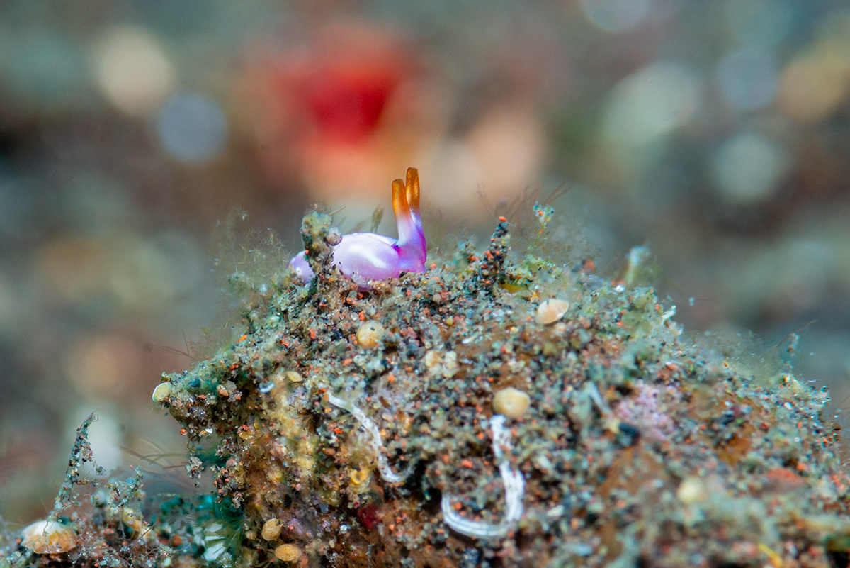 underwater UNDERWATER PHOTOGRAPHY diving nudibranch marine life Nature wildlife animal behaviour sea slug bali