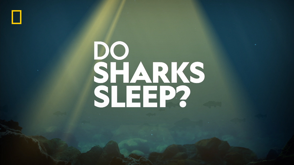 motion graphic shark shark facts design ILLUSTRATION  sea sleep