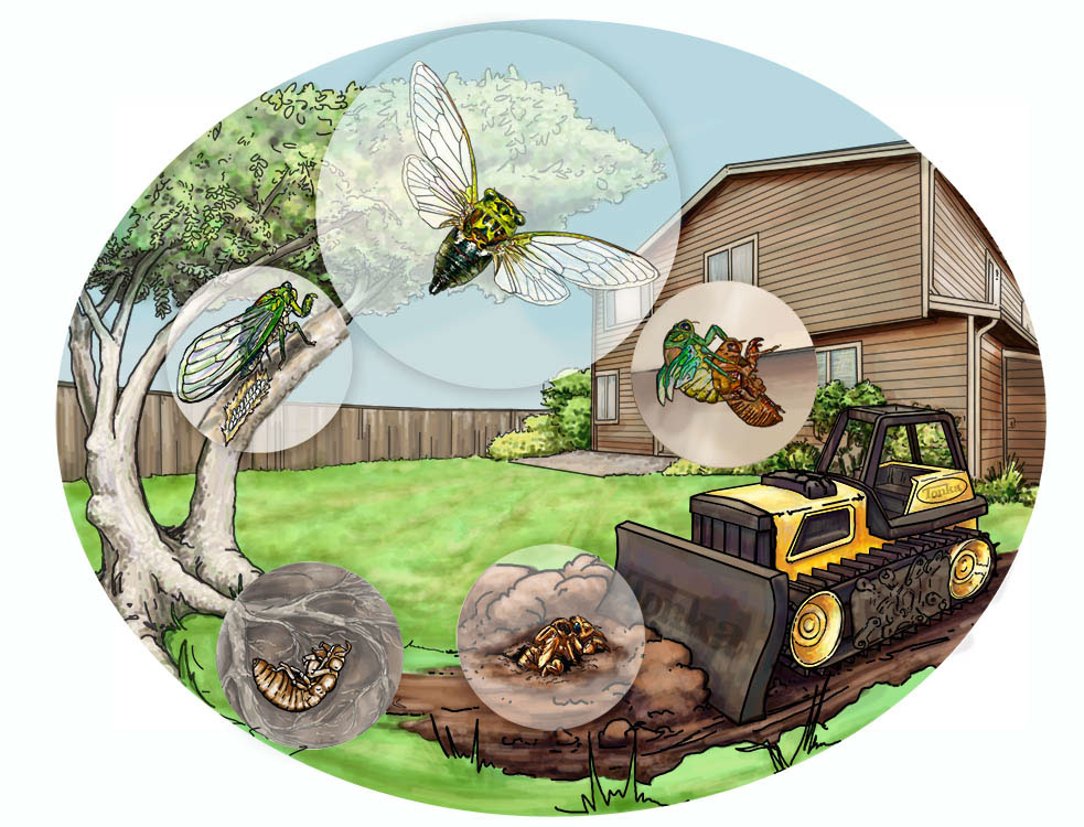 locust cicada house Back yard children science bugs Insects digital
