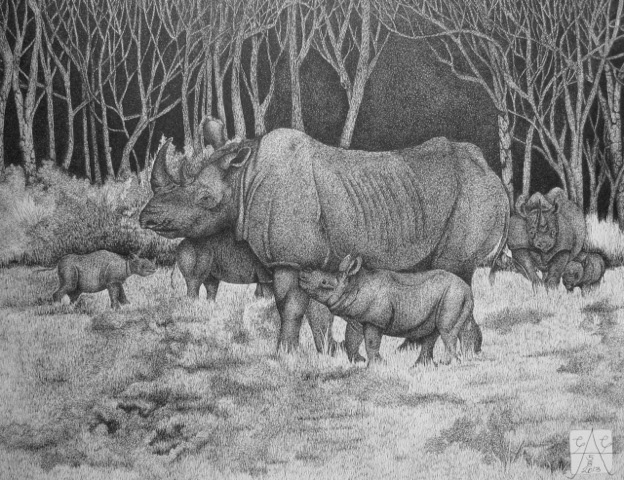 #westernblackrhino #blackrhino #Rhino WESTERN BLACK RHINO white rhino black rhino Rhinoceros poaching conservation