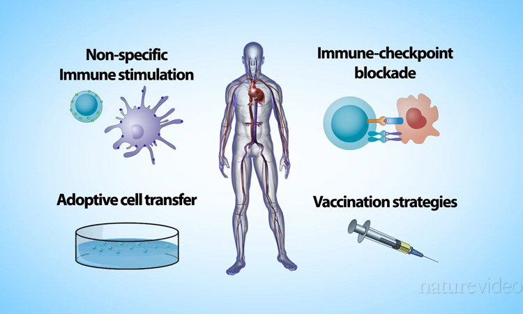 Medical Animation medicine cancer immunotherapy 2d medical animation 3D Medical animation vaccination strategies adoptive cell transfer immune checkpoint blockades Video Production