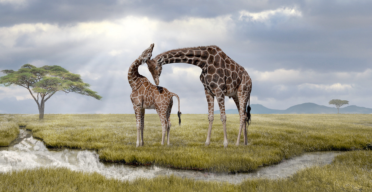 wildlife composing retouch retoucher animal giraffe zoo Straubing Fotostyle schindler photoshop kenya glyn dewis