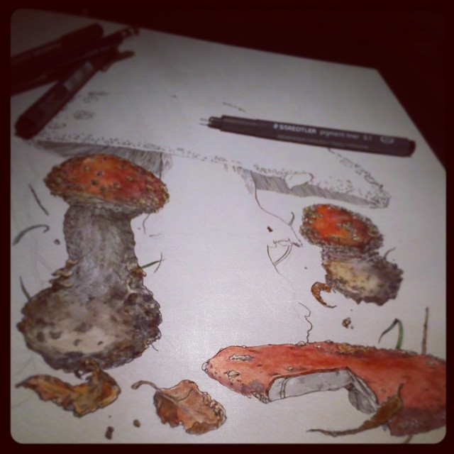 Mushrooms representational organic Watercolours pencil pen ink Fineliners irish dublin