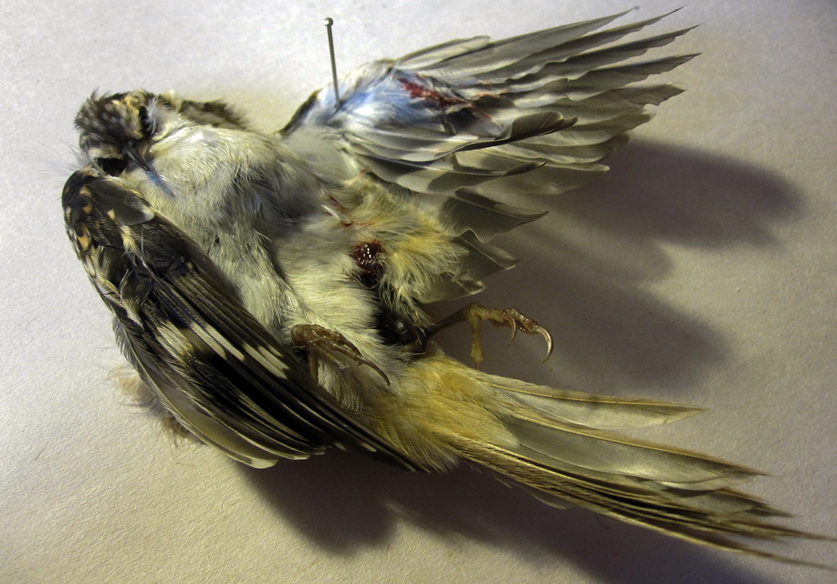 dead bird  study