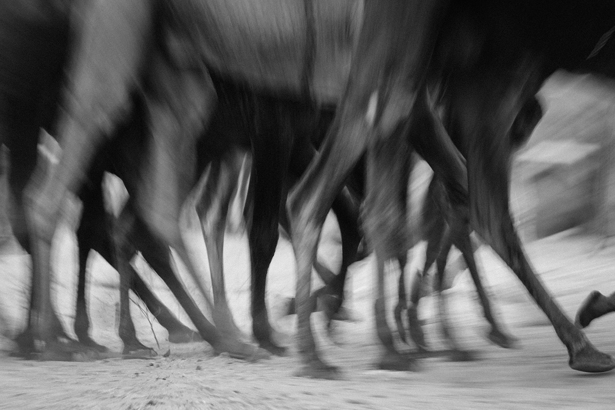 camels pushkar fair photo Editing  blur zoom burst Canon color Nature culture