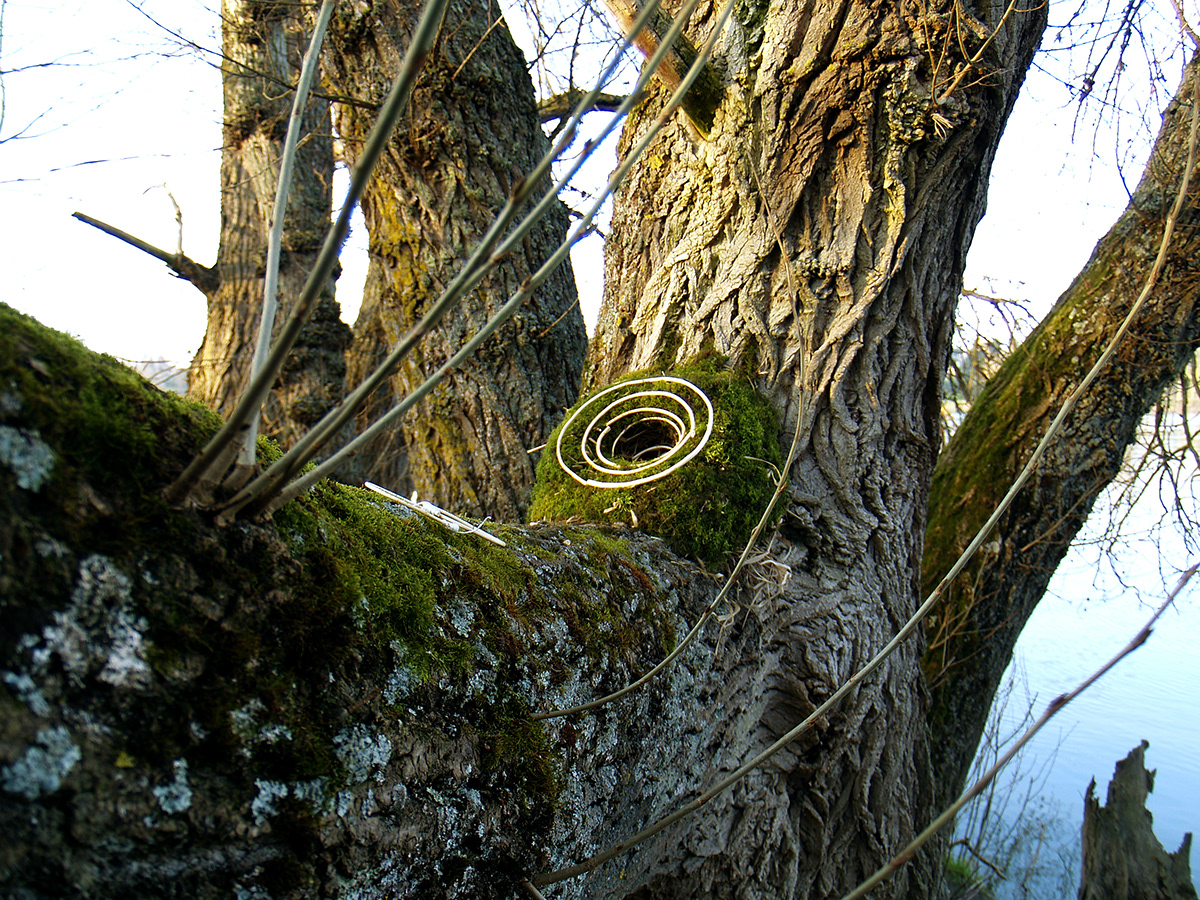 mousse Tree  cercle circle trou hole NID arbre