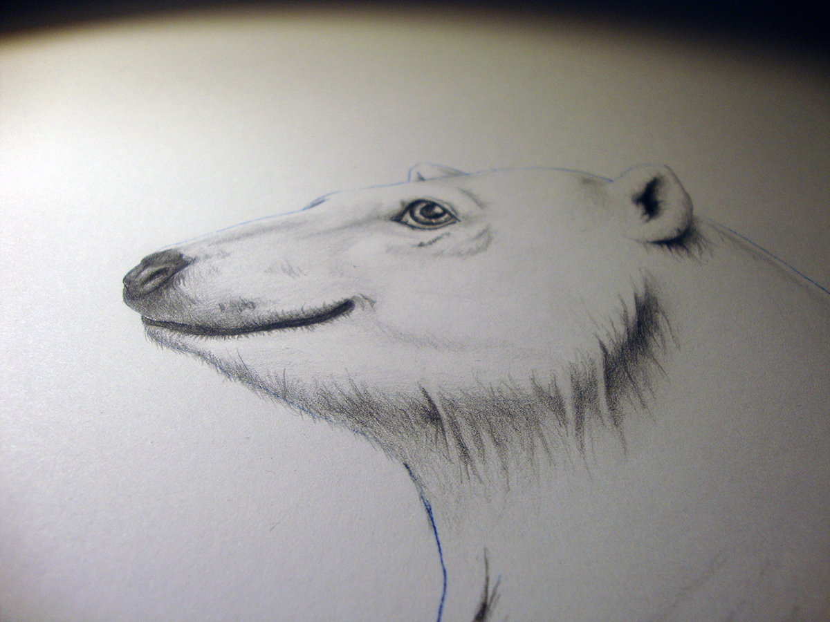 untapped animal Polar Bear FOX wolf owl Nature drawings illustrations caricature   art