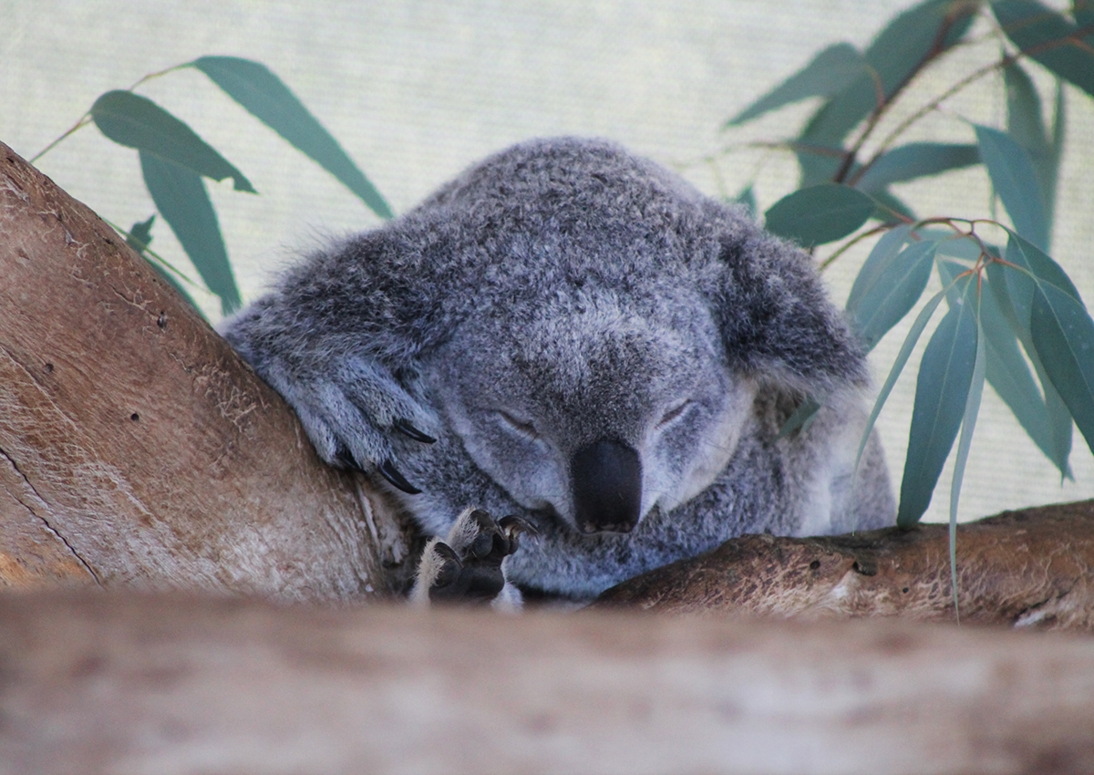 photos of Day perth Australia koala lizard wallaby kangaroo