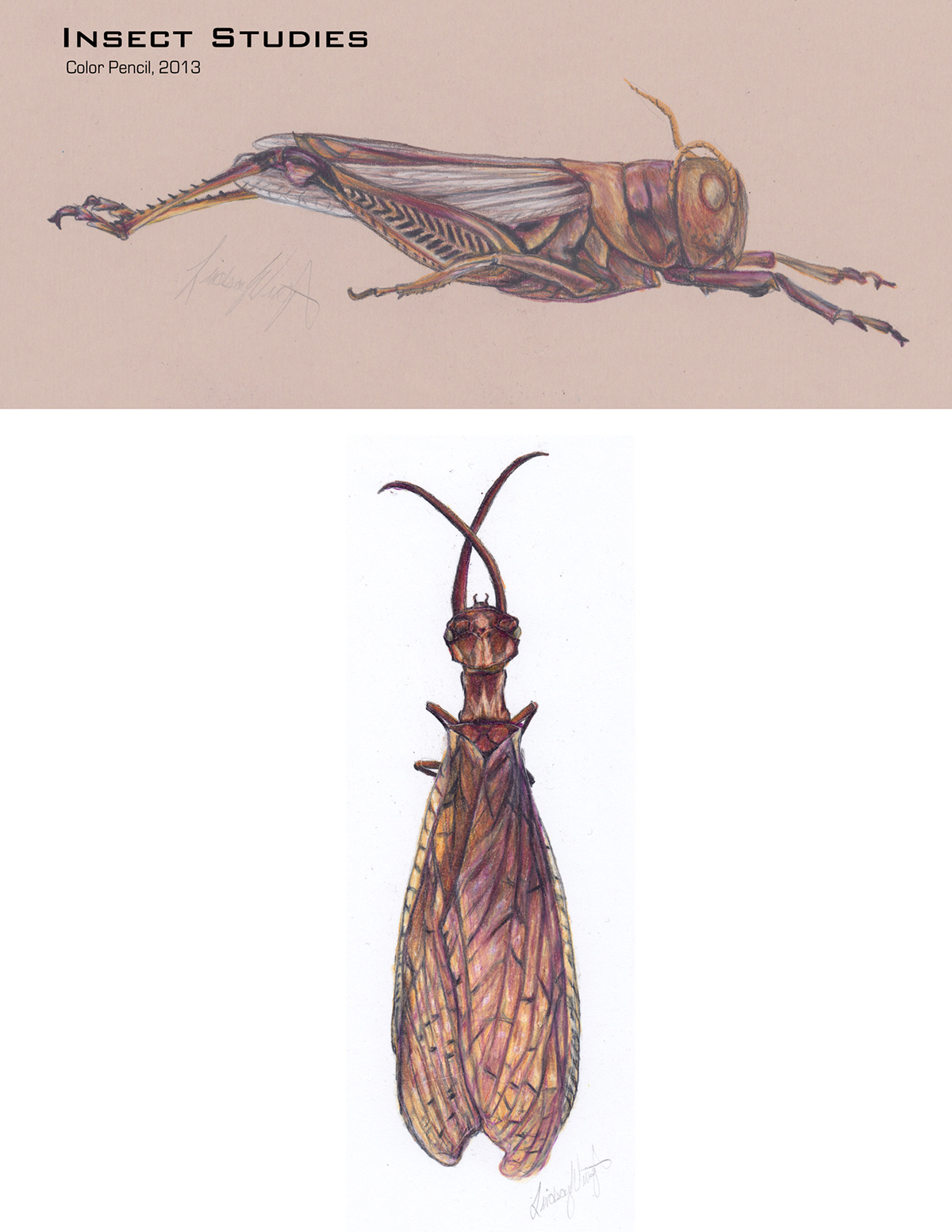 arthropods Insects bugs fireflies lighteningbugs Atlas Moth wasp hornet dragonfly hitleri beetle entymology