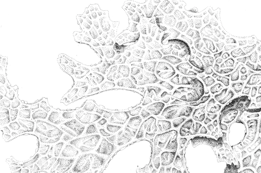 ILLUSTRATION  lichen botanical stipple pointilism Illustrator science illustration botany lobaria
