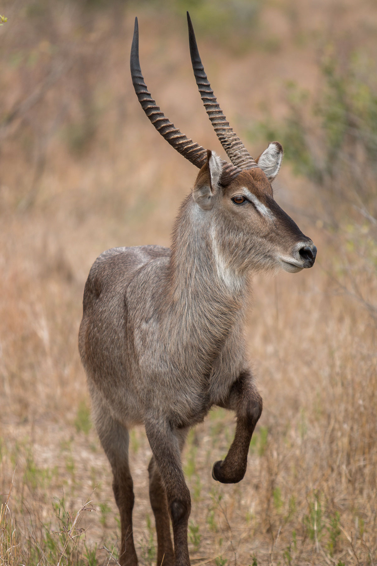 kruger park south africa johannesburg wildlife Pilanesberg