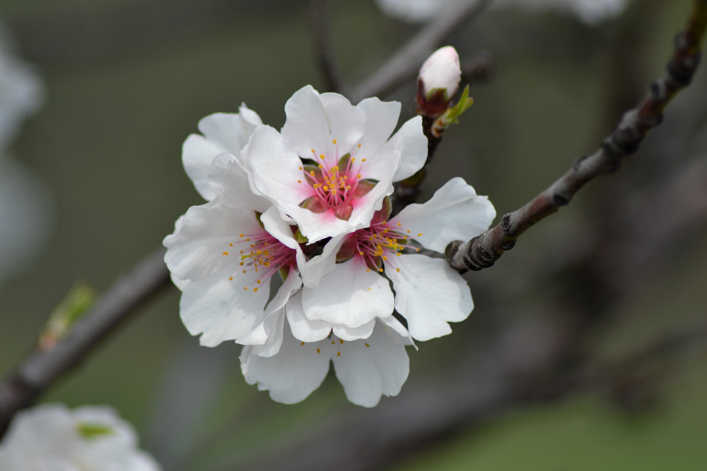 cherry Tree  flower