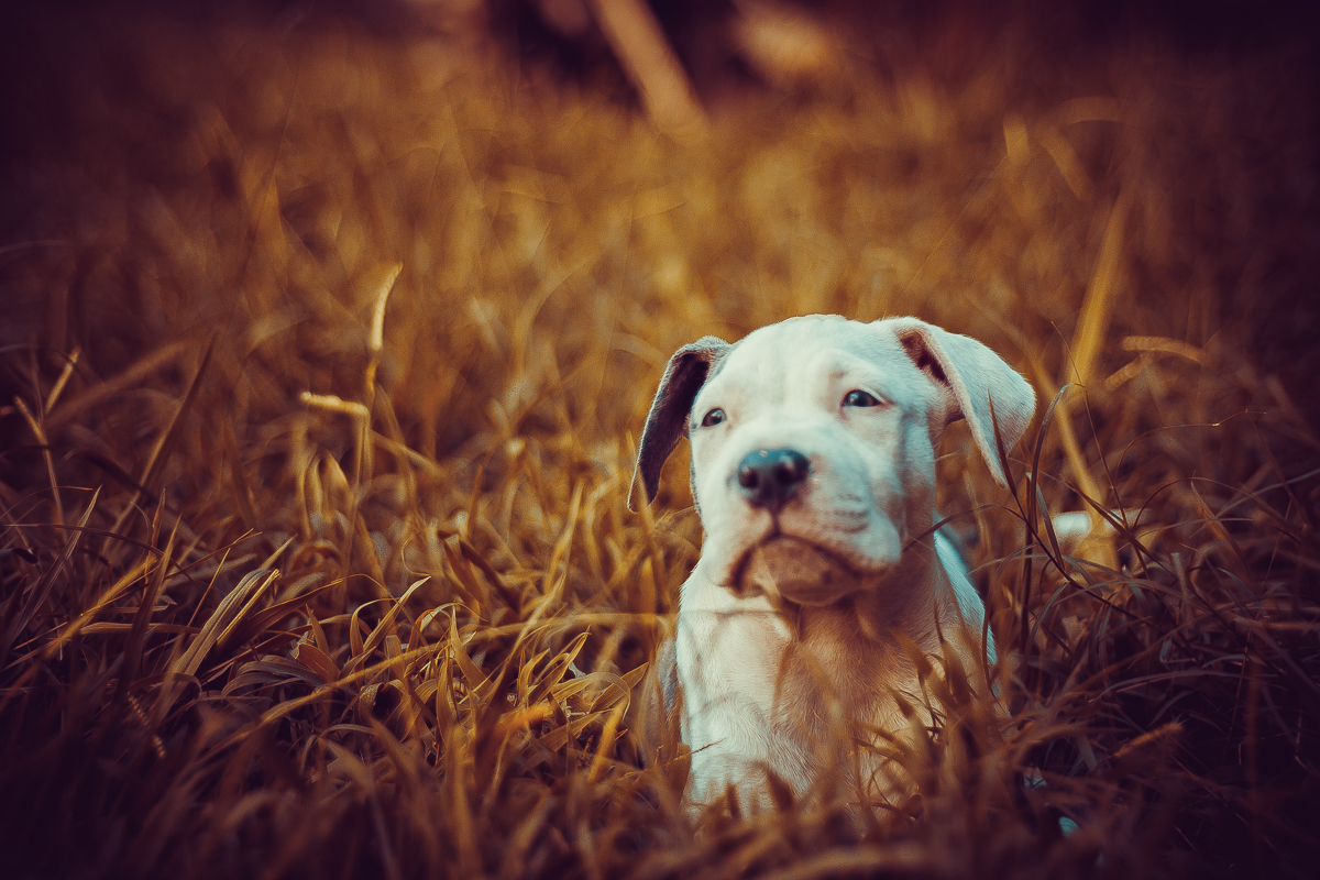 puppy dog Film   photoshop Photography  cute cool adorable Pitbull happy