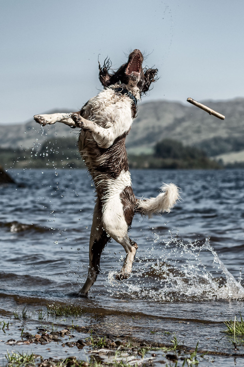 dog action play water lake moment splash jump jumping motion