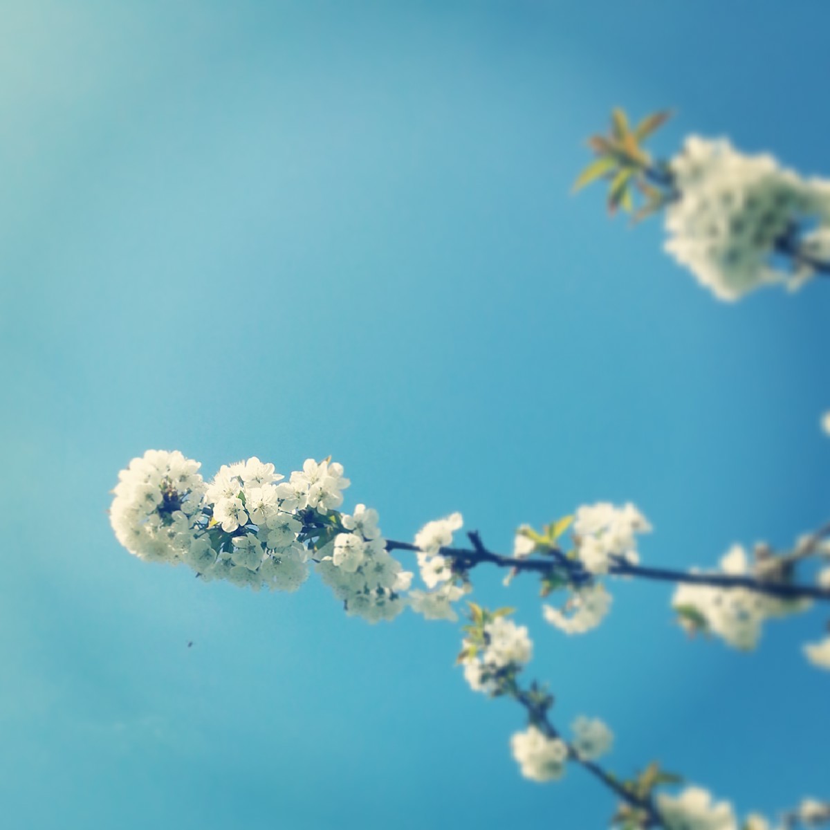 flower spring pics flickr photo franz-renan joly printemps