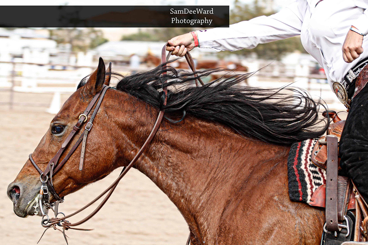 horse  western  cowboy  equine  aqha  quarter horse