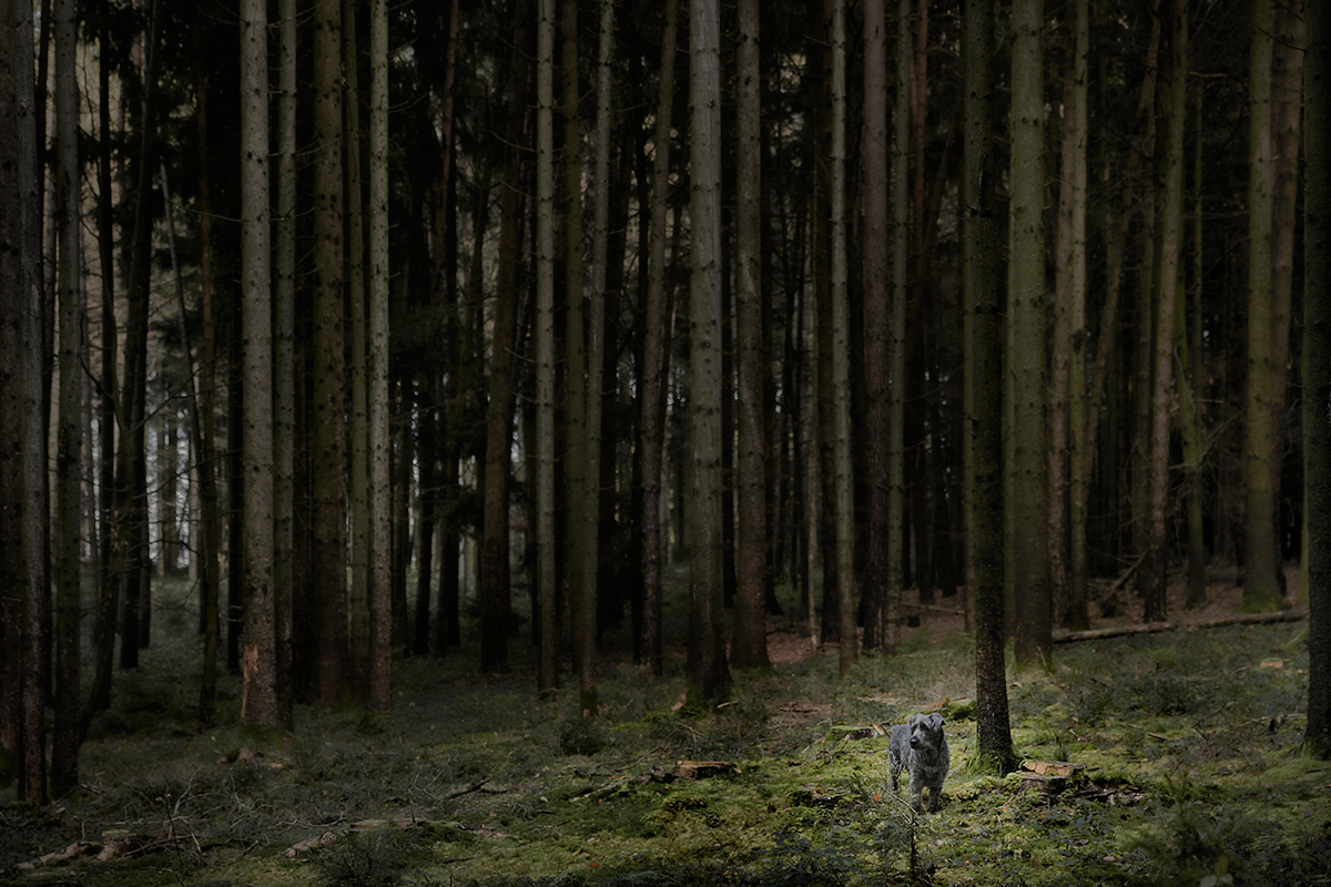 dog Landscape Nature forest Tree  animal color jörg marx