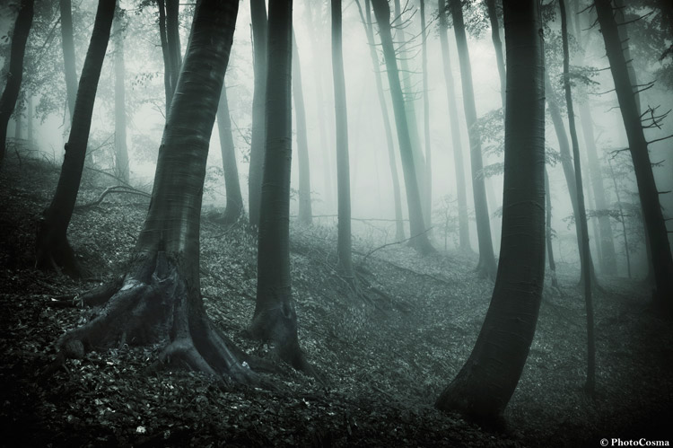 forest  fog  mystery Nature fantasy dark Landscape transylvania