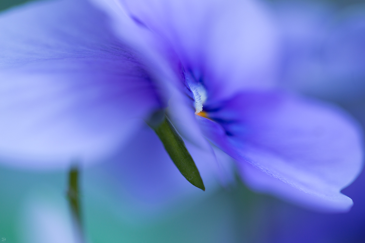 blue macro Flowers blooms spring Sun