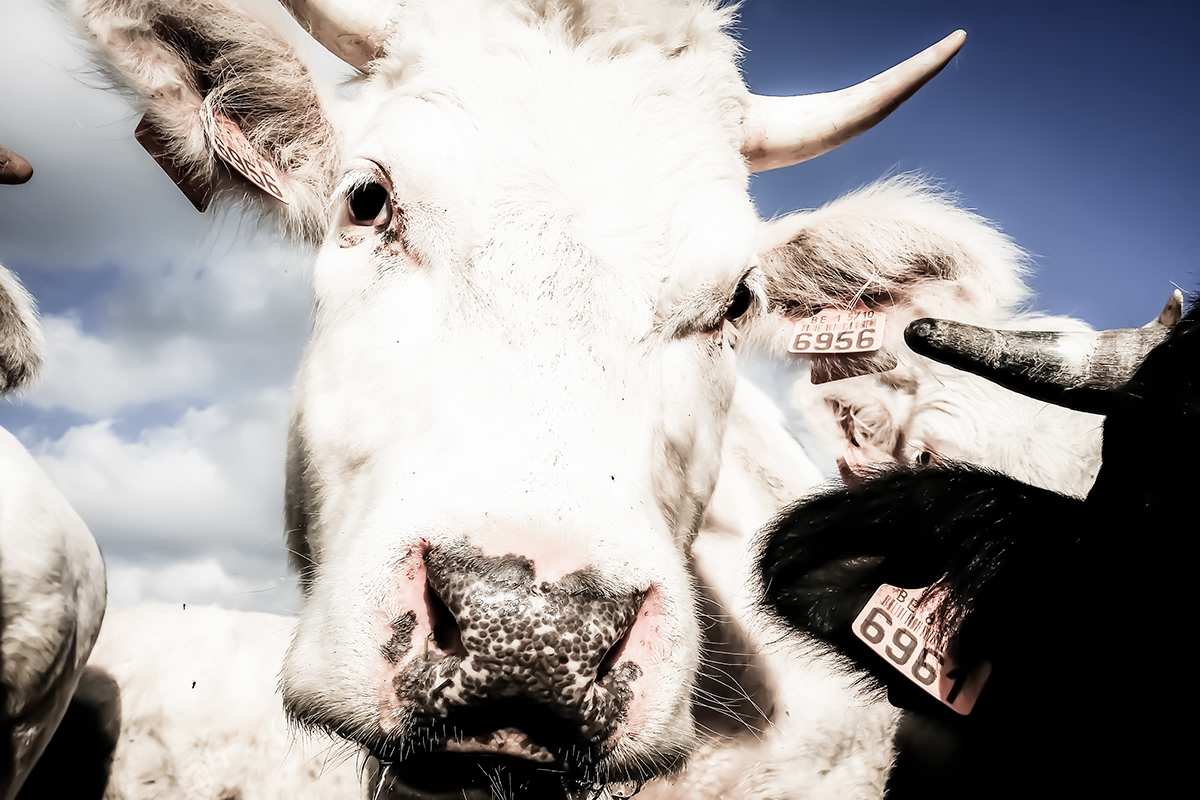 animal photos cows rodeo milk