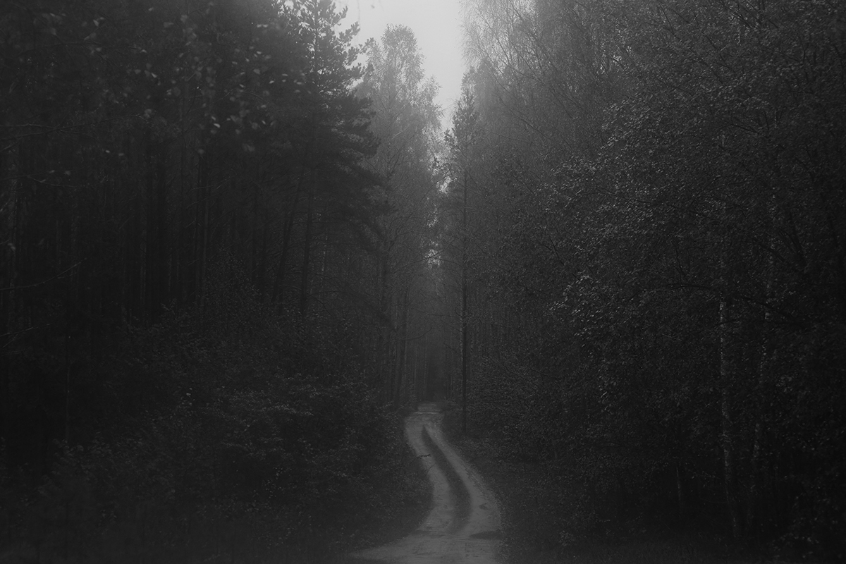 White in Black noir et blanc Dark Forest visual poetry black & white Creative Photography nature art Fine Arts  rain Fog Photography