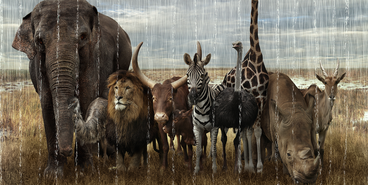 animal rain line elephant zebra giraffe zoo