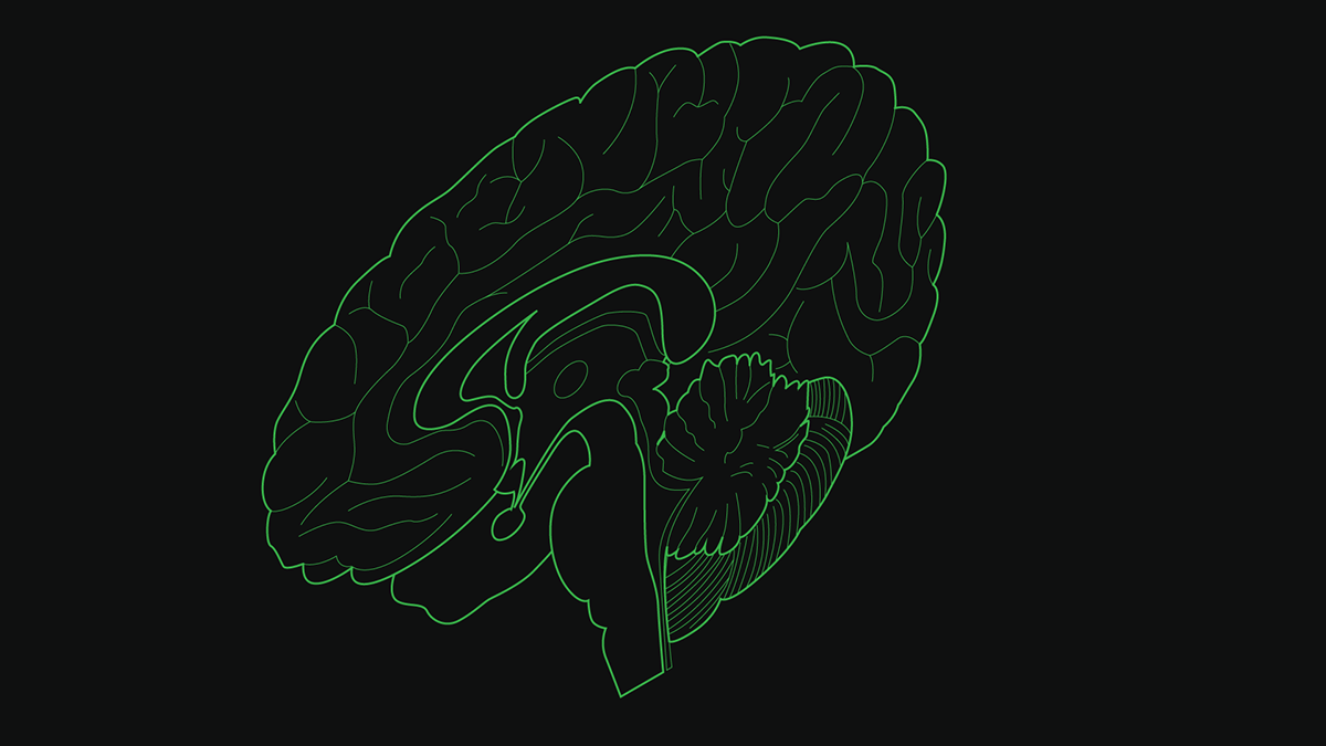ideas identify ideas identify brain Isometric Brain dissection brain diagram t-shirt brain t-shirt