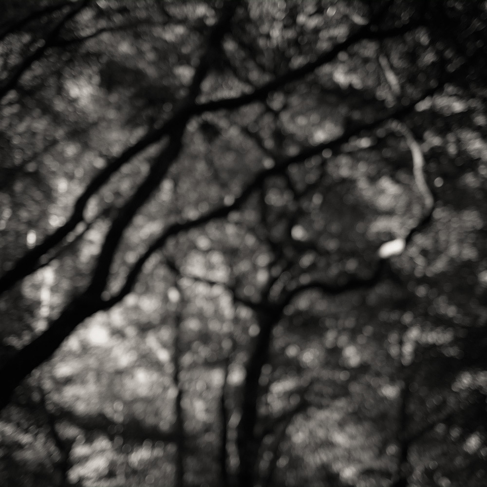 photography fine art chinnery Steam train woodland summer soft blur blurred bokeh diffused Mono monochrome black and White