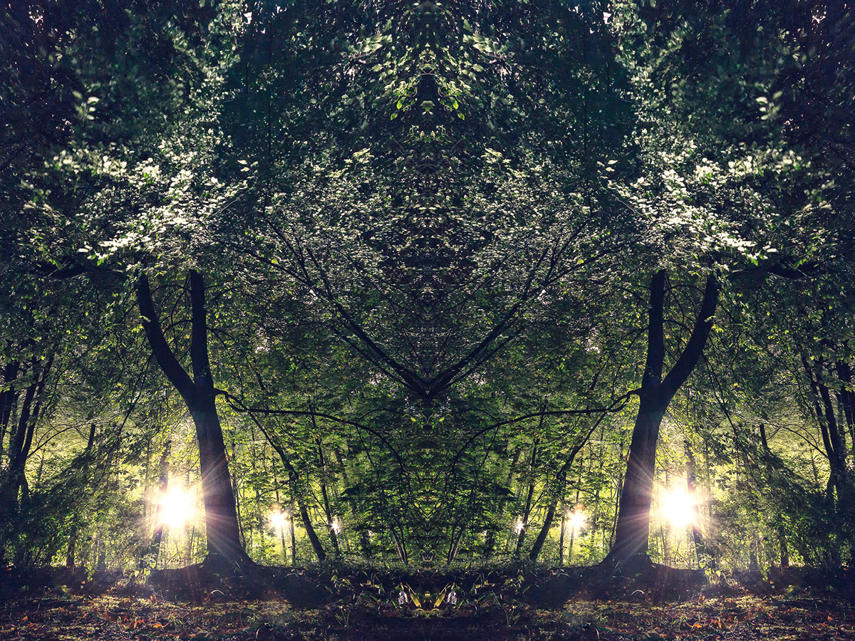 mirroring immersive branches organic trees Nature long-exposure experimental night photography Inspired by Nature