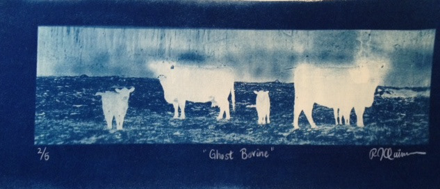 cyanotype farm Cattle breeding Monochromatic Collaboration printmaking
