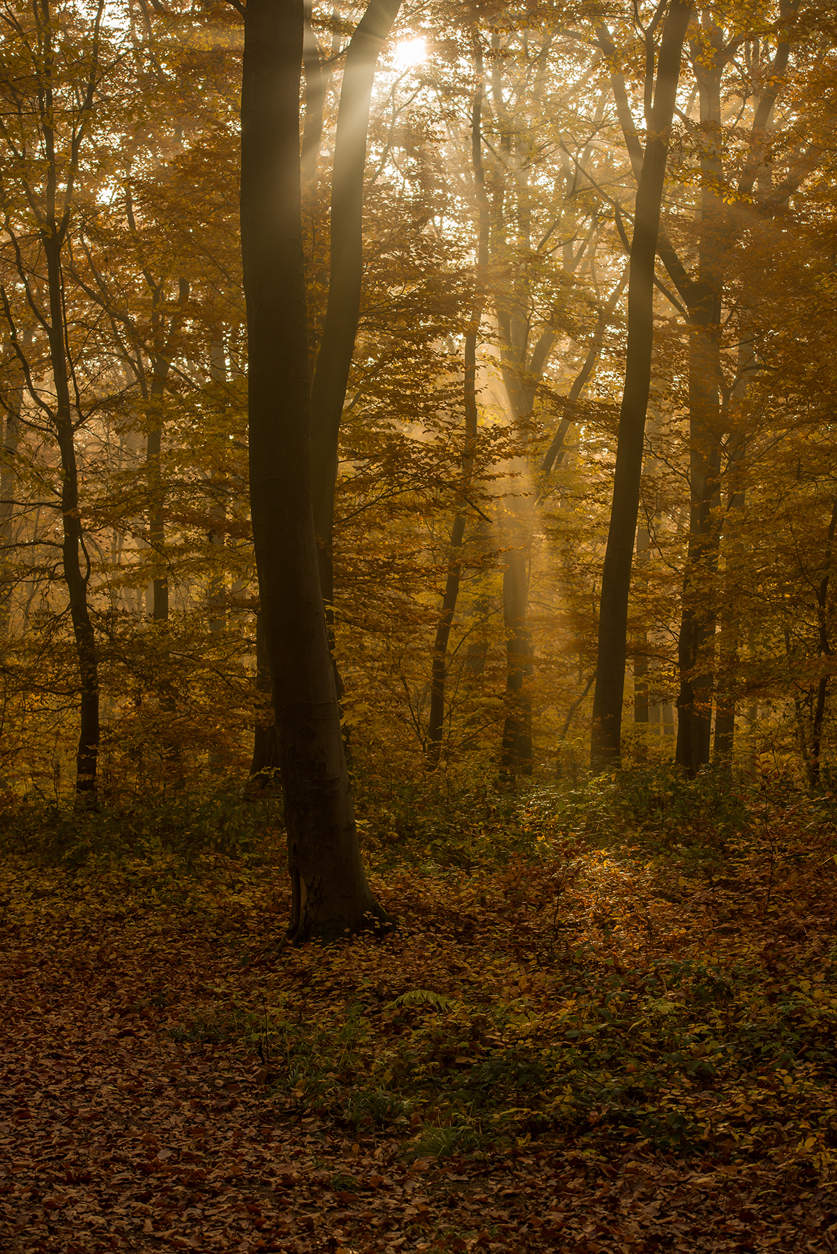 autumn palatinate forest Sun Sunrise mist fog Donnersberg germany wald pfalz