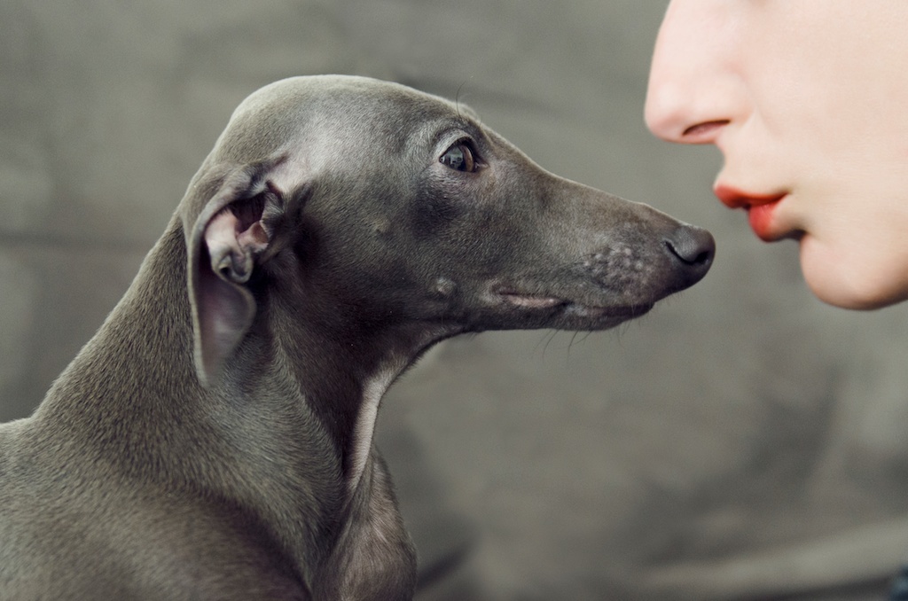 dog grey greyhound kiss
