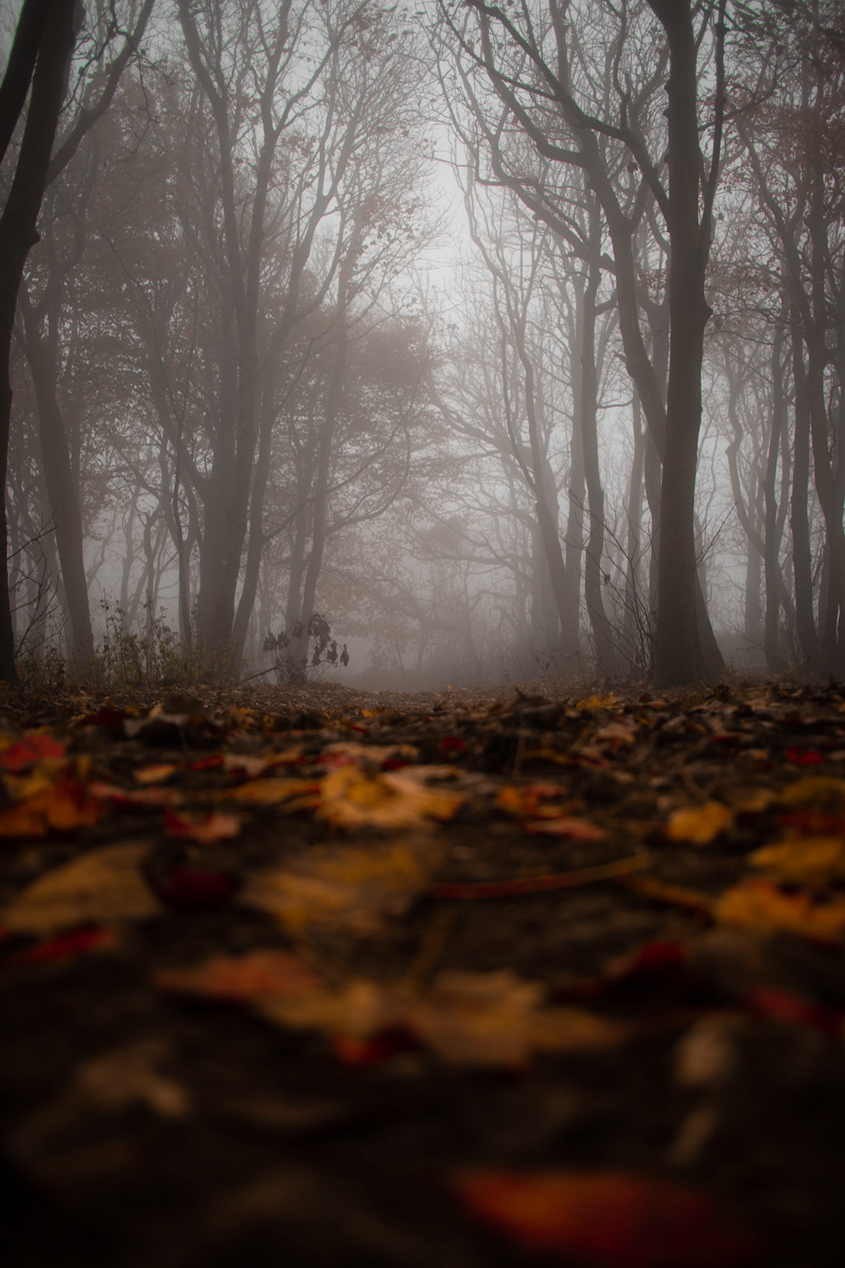 autumn fog grey leaves MORNING trees