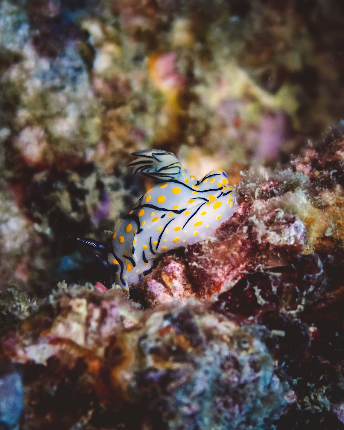 underwater diving Photography  marine life