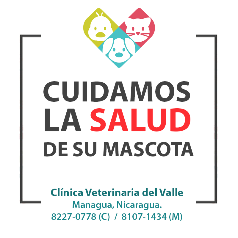 diseño diseño publicitario clinica veterinaria vet design photoshop Illustrator
