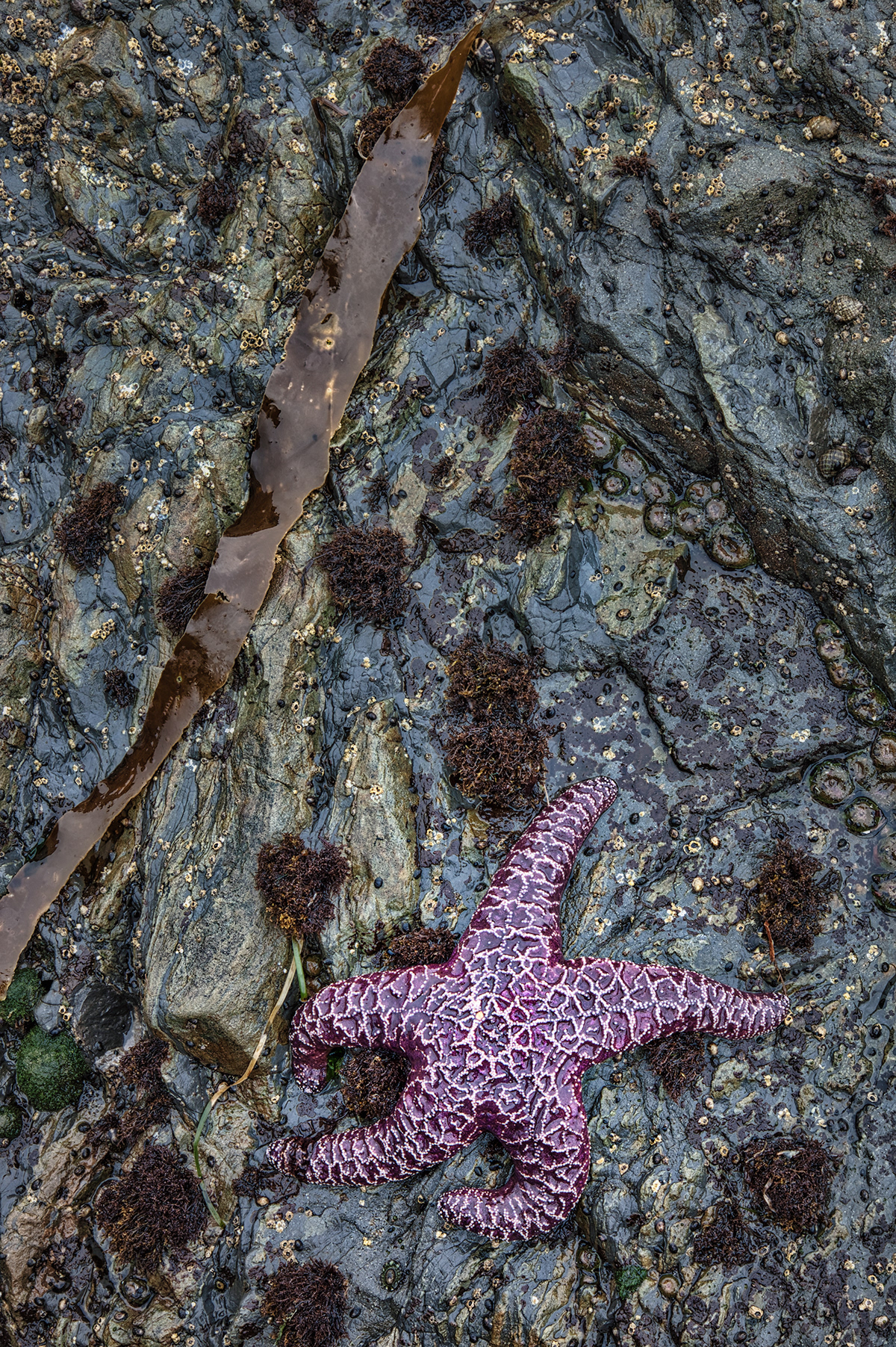Actiniaria asteroidea barnacles OLYMPIC NATIONAL PARK rialto beach sea anemone sea star starfish tidal pool