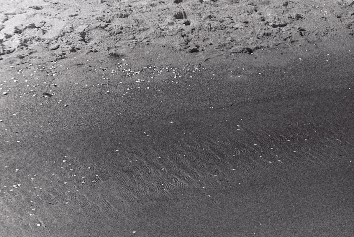 +analog +analog photography +seaside +black & white 35mm black and white Film   film photography Nature Photography 